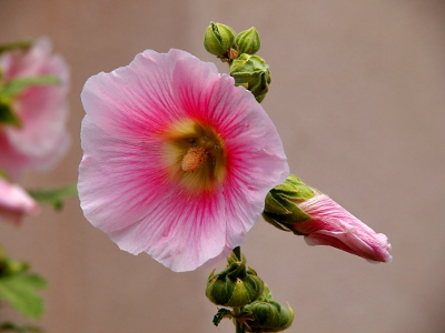 [Two flowers--one tighly closed looking like a long folded umbrella and the other one opened completely with the completely overlapping petals showing pink fanning out to white. A thick, short yellow stamen is at the center and green, unopened buds surround the two blooms.]